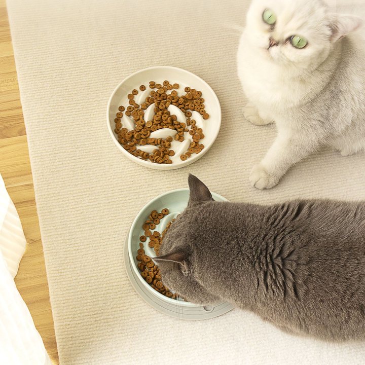 Two cats at a pair of bowls, one eating and one looking up